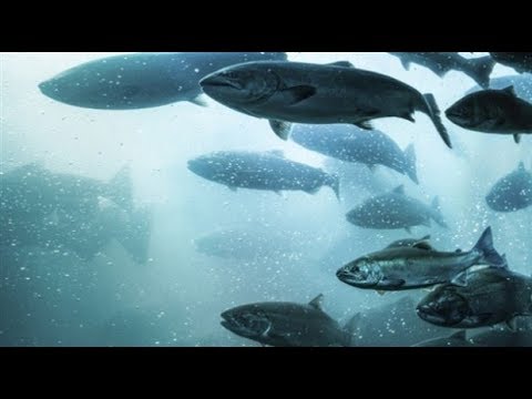 Vidéo: Comment vit le saumon
