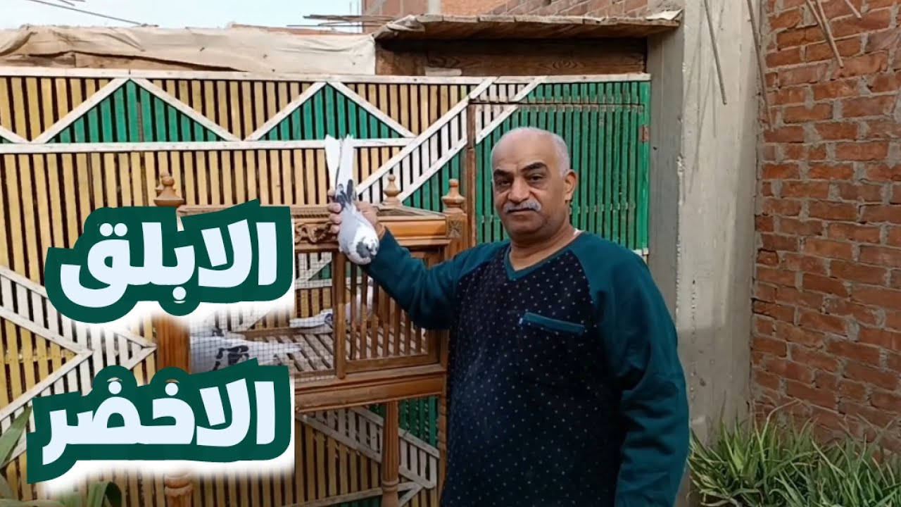 الابلق الاخضر مع الحاج@عادل ابوصغير #تربووالغيةالمصرية