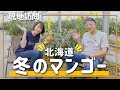 【訪問】日本で唯一!なぜ北海道で冬にマンゴーを販売しているのか聞いてみた!ノラワークスジャパンさん1