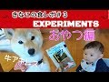 【柴犬きなこ】食レポ＃３おやつ編｜牛アキレスbyドギーマン