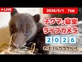 5月1日 子グマの寝室ライブカメラ のぼりべつクマ牧場