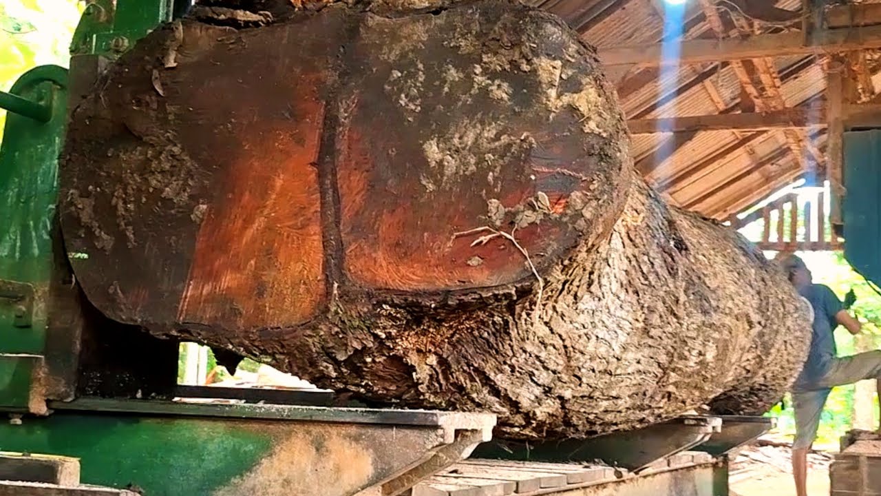 Giant redwood, wood processing with high-powered machines