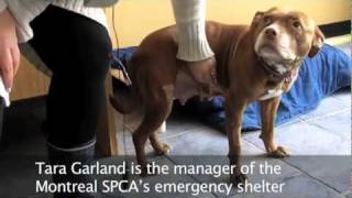 Pitbull Terriers At Montreals Spca