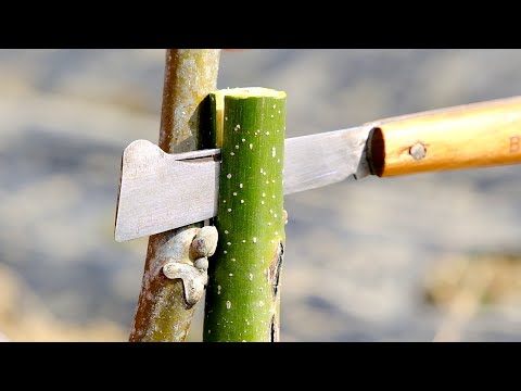 İnce Dallarda Yarma Ceviz Aşısı , Split Walnut Vaccine on Thin Branches