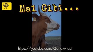 Mal Gibi...