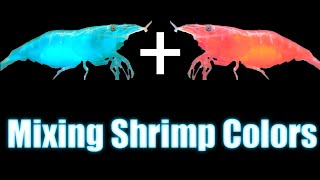 Mixing Shrimp Colors - Neocaridina Genetics