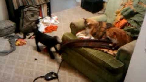 Simon terrorizing cats.