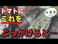 【トマト】植えてからこれをかけ続けたら虫被害がほとんどなくなります【家庭菜園】