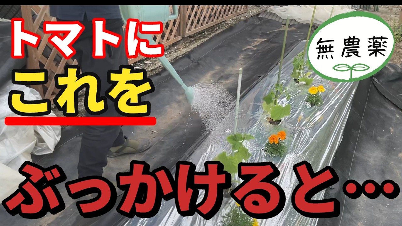 【トマト】植えてからこれをかけ続けたら虫被害がほとんどなくなります【家庭菜園】