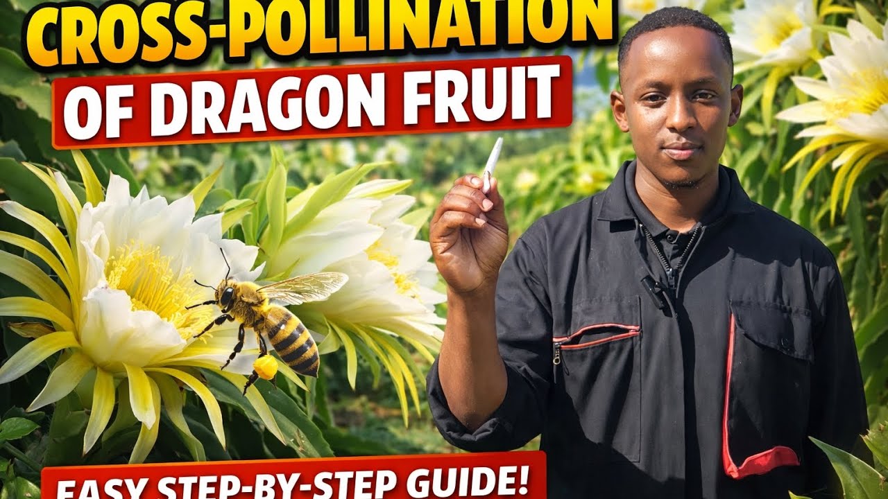Dragon Fruit Cross-Pollination Explained