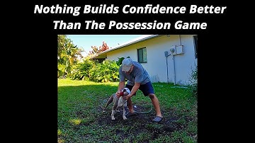 Nothing Builds Confidence In a Dog Like The Possession Game Training Without Conflict