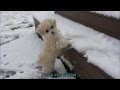 My Adorable Maltipoo | Toy Poodle Maltese Puppy | First Snow