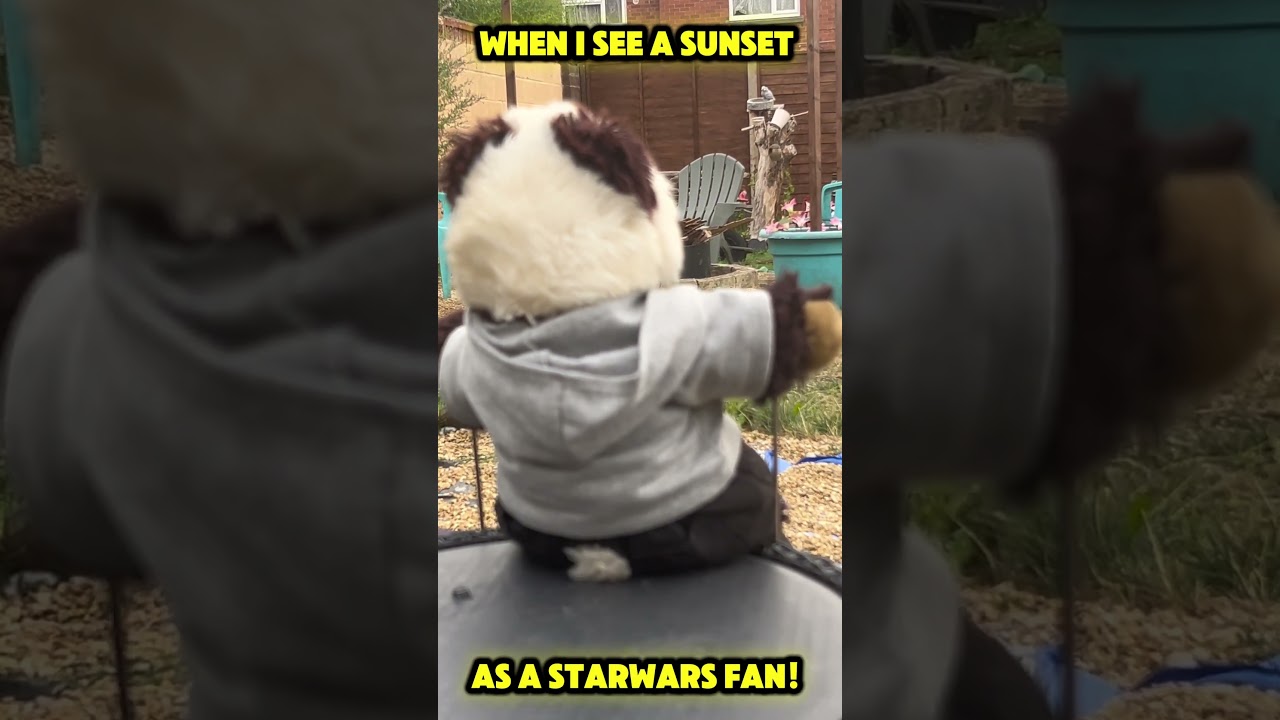 Hehe Sunsets make me think of starwars! #cutepanda #panda #funny #babypanda #starwars