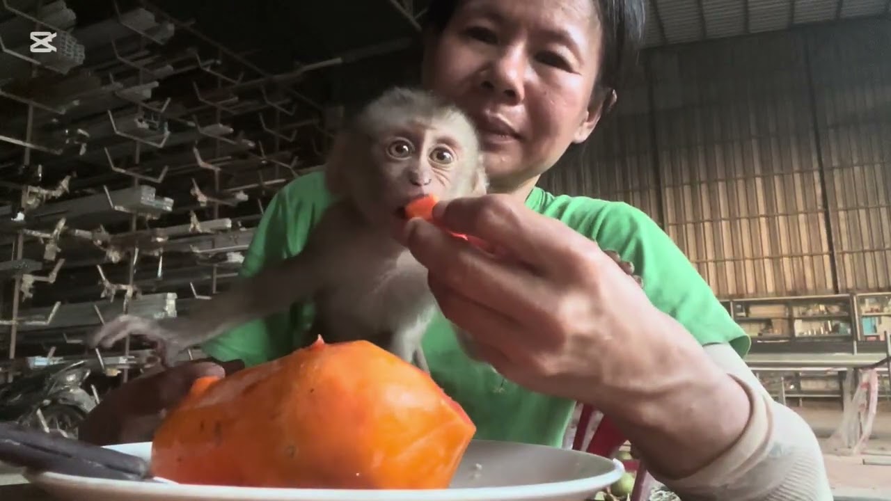 Mary walk alone #animals  #monkey  #asmr