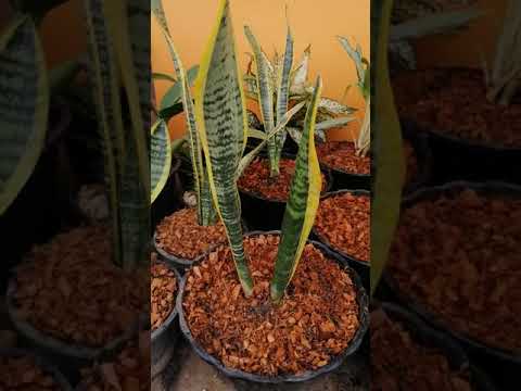 Video: Dracaena nplooj tig xim av: Yog vim li cas rau Browning Dracaena Nplooj