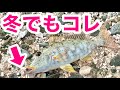 【沖縄釣り】渋い冬の沖縄でもコレで釣れます【石垣島釣り】