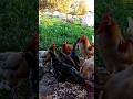 حياة القرية تربية الدجاج البلدي