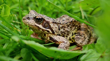 50min Frogs Sounds After Rain at Night | Nighttime Ambience | Nature Sleep Sounds  | 夜间蛙声 | 睡眠音乐 |