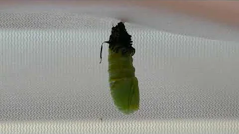 Monarch caterpillar forming a chrysalis