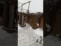 Агасиевские бойные голуби моего друга Артака в Москве