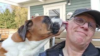 Boxer Rex gives his owner a proper face wash!  LOVE LOVE LOVE!