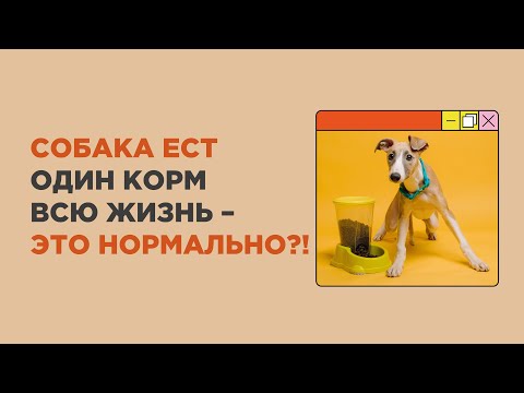 Нужно ли менять корм собаке, или собака может есть один корм всю жизнь? Как часто менять корм?