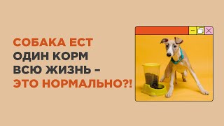 Нужно Ли Менять Корм Собаке, Или Собака Может Есть Один Корм Всю Жизнь? Как Часто Менять Корм?