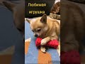 Любимая косточка. #пёс #dog #follow #shorts