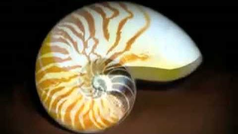 Последовательность Фибоначчи | korysno.in.ua