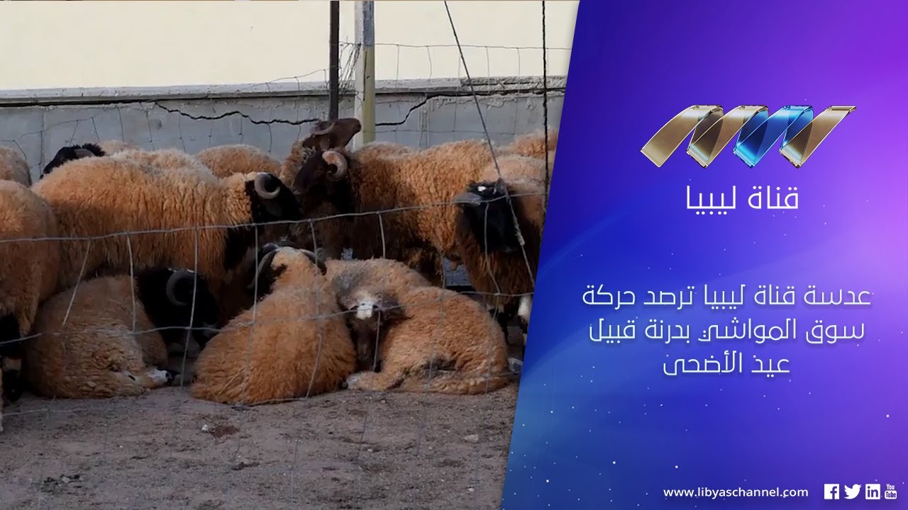 عدسة قناة ليبيا ترصد حركة سوق المواشي بدرنة قبيل عيد الأضحى
