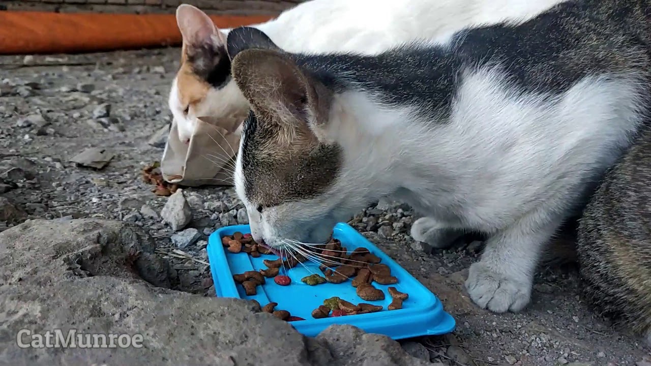 Kucing Kampoeng Stray cat eat together YouTube