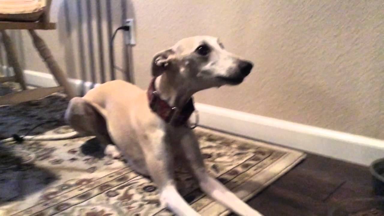 funny whippet