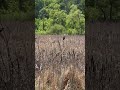 red-winged blackbirds! #fyp #foryou #nature #outdoors #animals #birds #blackbird