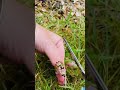 Asmr Grass Haircut With Snippy Scissors And Jewelry Sounds #asmrhaircut #asmrfastandaggressive