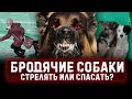 Бездомные собаки УБИВАЮТ людей в России! Кто в этом виноват и как защититься?