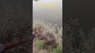 Hook fishing Rupchnda fish 🐠 part 13 #fishing #fish #video #net #nature #village #shorts #youtube