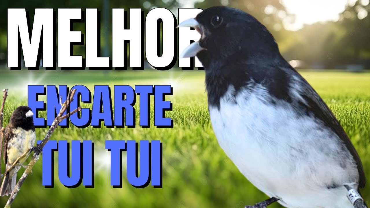 PAPACAPIM TUITUI PARA ENCARTE PAPACAPIM COM PIADO DE FÊMEA DE PAPA CAPIM PARA ESQUENTAR PAPACAPIM