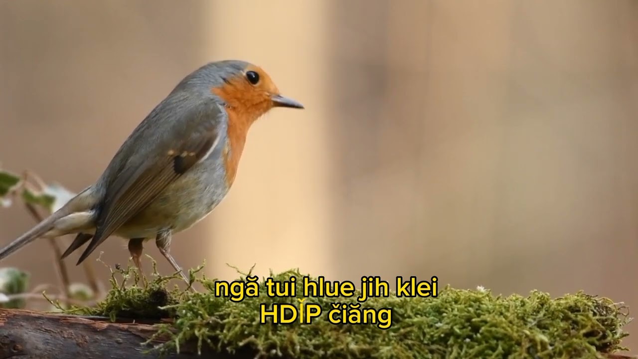 Khua Yang Ơi Pap Kâo Đa. St: AmaSiwian