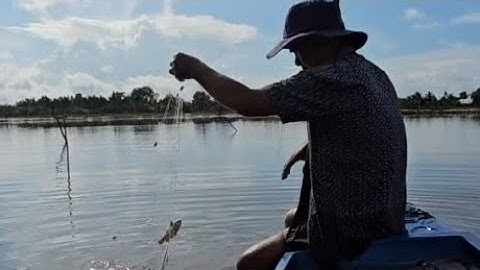 Giăng lưới cá rô cá sặc mùa nước nổi