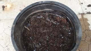 Ηow to plant moringa from seeds.