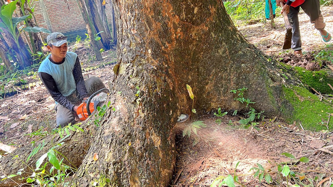 The house is at risk !! Cut down 2 trembesi trees near the house. - YouTube