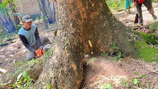 The house is at risk !! Cut down 2 trembesi trees near the house.