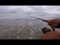 Surf fishing  multiple species  upper county san diego