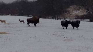 Roer's Zoofari Fallow Deer, Yak, Bison and Water Buffalo