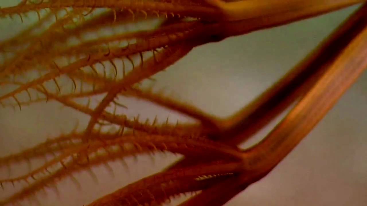 Sea Pen and Sea Cucumber at 2660 metres