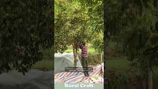 Osmanthus Used For Tea, Wine, Flavoring, And Desserts