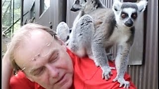 Youtube For Kids Play With Lemurer Lemuridae