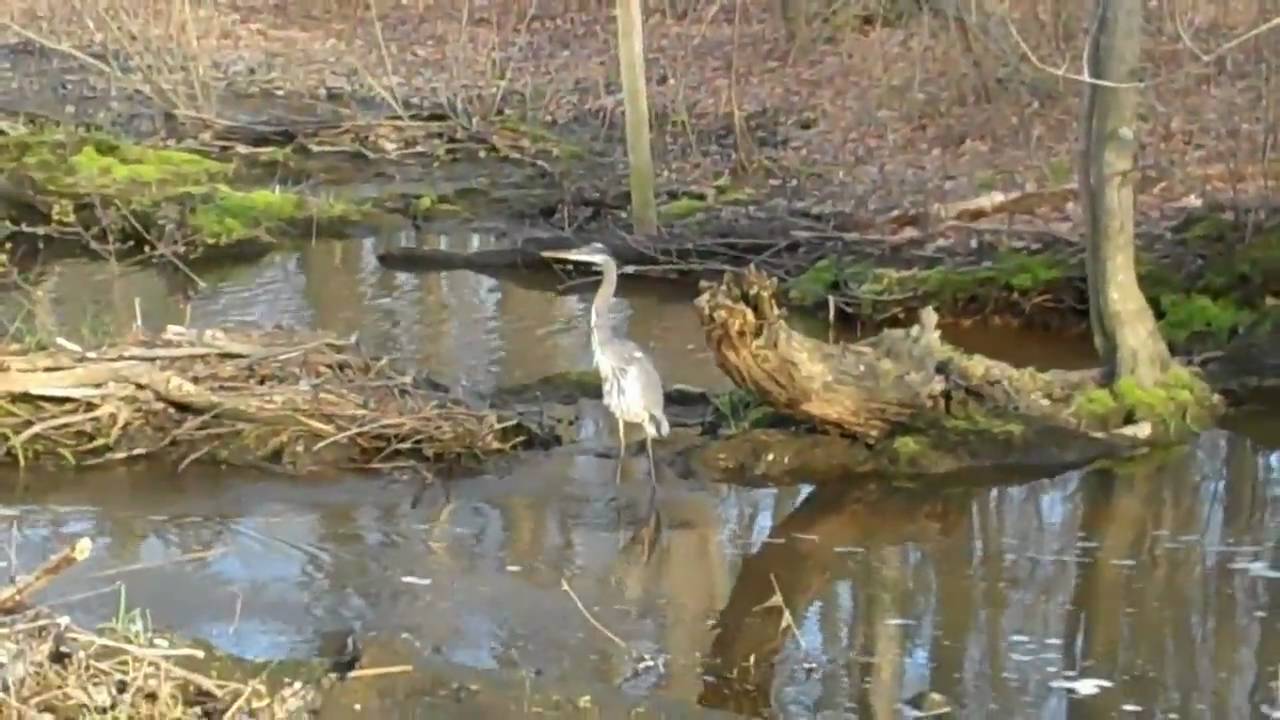 Scenes from Bombay Hook NWR Smyrna, DE YouTube