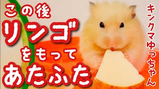 【なぜ？】リンゴをもってあたふた‥ウロウロするキンクマハムスター【かわいい】