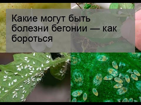 Какие могут быть болезни бегонии — как бороться
